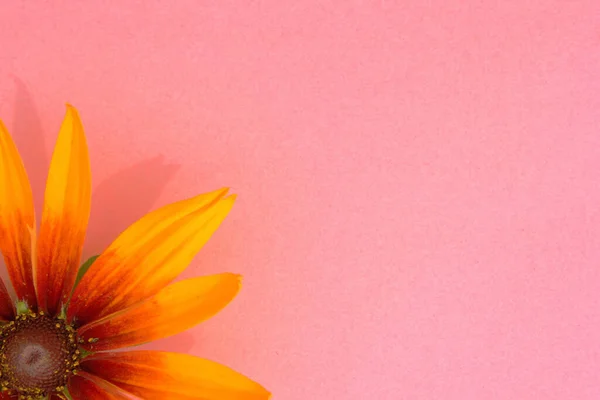 Rudbeckia Gloriosa Daisy vagyok. A sárga monokli egy virágfej. A virág része. Kilátás fentről. A koncepció egy ajándék virágcsokor a kertben. A virág a bal oldalon található. Fénymásolási hely. Stock Kép
