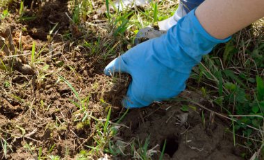 Sebze fideleri. Bahçıvanlık işi. Sebze fideleri ekiyorum. Kadınlar sebze eken ellerdir. Yazın iniyor. Ev bahçesi. Mavi eldivenli eller.