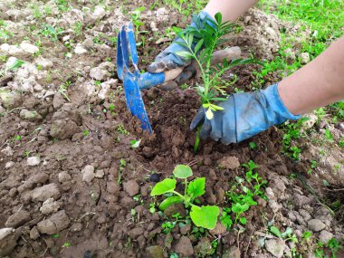 Sebze fideleri. Bahçıvanlık işi. Sebze fideleri ekiyorum. Kadınlar sebze eken ellerdir. Yazın iniyor. Ev bahçesi. Mavi eldivenli eller