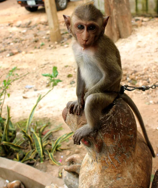 Monkey in a monkey temple Suratthani Thailand. A monkey sits on the ground eating fruit. Wild animals
