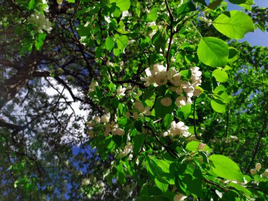 Elma çiçekleri bir bahar günü açar. Bir sürü beyaz çiçek. Elma. Arka planda mavi bir gökyüzü var. Doğanın uyanışı. Geçmişi. Uzayı metin için kopyala. Bitki.