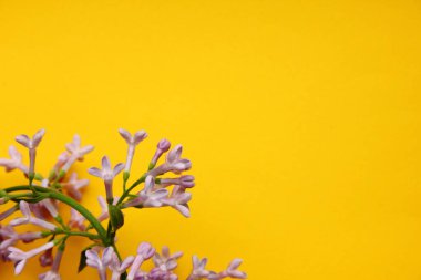 Leylak. Sarı arka planda mor bir leylak dalı. Yukarıdan leylak renginde bir manzara. Bahar, Bitkiler ve Botanik geldi. Leylak sol altta yer alıyor. Dümdüz. Metin için alanı kopyala