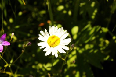 Arazide beyaz papatya. Arka plan bulanık. Yakın plan. Yaz. Parlak yaz gözlükleri. Mavi gökyüzü. Yeşil çimenler. Metin için alanı kopyala