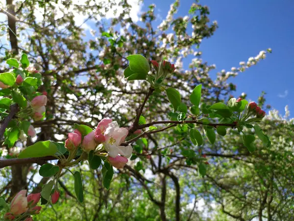 Apple flowers bloom on a spring day. Lots of white flowers. Apple. There\'s a blue sky in the background. The awakening of nature. Background. Copy the place for text. Plant.