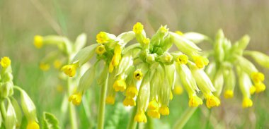 Güzel renkli bir kır çiçeği çayırı. Yaz. Güneş ışığında yeşil çayır. Sahada sarı çiçekler. Pankart. Panorama.