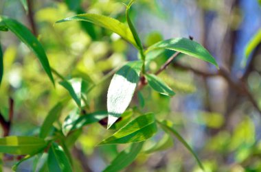 Yaprak, bitkinin parlak yeşil bir yaprağıdır. Özgeçmiş için mükemmel. Yeşil sayfa. Arka plan bulanık. Parlak güneş. Bahar. Doğanın Uyanışı.