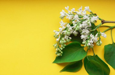 Leylak. Sarı arka planda beyaz bir leylak dalı. Yukarıdan leylak renginde bir manzara. Bahar, Bitkiler ve Botanik geldi. Leylak sağ tarafta bulunuyor. Dümdüz. Metin için alanı kopyala