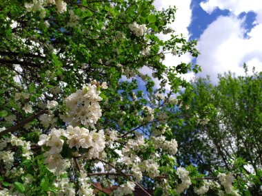 Elma çiçekleri bir bahar günü açar. Bir sürü beyaz çiçek. Elma. Arka planda mavi bir gökyüzü var. Doğanın uyanışı. Geçmişi. Uzayı metin için kopyala. Bitki.