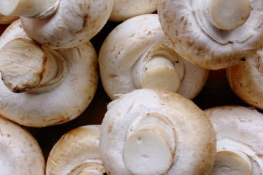 Şampiyonlar. Yukarıdan bir sürü taze mantar görünüyor. Lezzetli ve sağlıklı mantarlar evde yetiştiriliyor. Taze çiğ mantar. Çerçeve tamamen mantarlarla dolu. Geçmişi. Yiyecek.