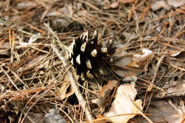 Çam kozalakları kuru çam iğneleri üzerinde. Doğal bir arka plan. Ormanda bir tümsek. Yukarıdan bak. Metin için alanı kopyala