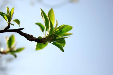 Mavi gökyüzüne karşı bir ağaç dalında genç yeşil yapraklar. Doğanın uyanışı, bahar. Boşluğu kopyala