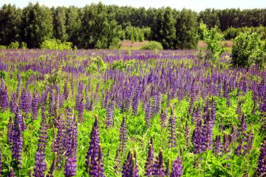 Lupin çiçekleri yayar. Lupin alanı. Yaz çiçeği arka planında renkli bir lupin buketi. Çiçek açan çiçekler. Pembe-mor ve mavi çiçekli Lupin tarlası, yeşil çimenler. Mavi gökyüzü