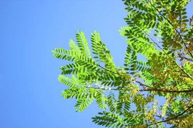 Mavi gökyüzüne karşı yeşil bir ağaç dalı. Sonbahar. Açık mavi gökyüzü. Geçmişi. Doku. Uzayı metin için kopyala. Dal sağ tarafa yayılmış.