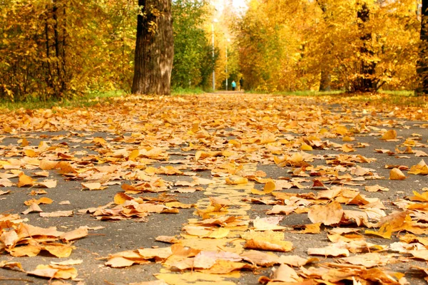 Hojas de otoño amarillas caídas en la carretera de asfalto en el parque Pequeño follaje. Plantas. Otoño. Antecedentes Textura. Parque de otoño. Hojas caídas — Foto de Stock