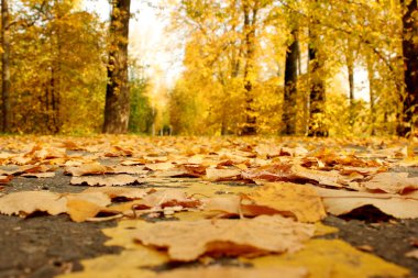 Parktaki asfalt yolda düşen sarı sonbahar yaprakları. Küçük yapraklar. Bitkiler. Sonbahar. Geçmişi. Doku. Sonbahar parkı. Düşen yapraklar.