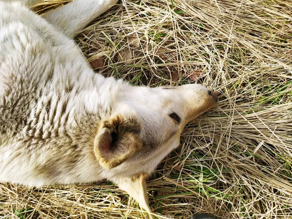 Beyaz bir köpek yerde yatıyor. Yukarıdan bak. Hayvanlar, köpek. Uzayı metin için kopyala. Komik aile oyunları.