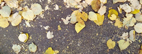 Herabfallendes Gelbes Herbstlaub Bedeckte Den Alten Asphaltbelag Kleines Laub Pflanzen — Stockfoto