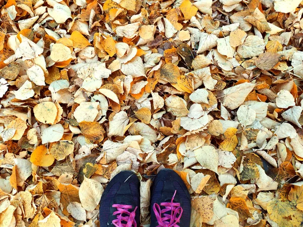 Herbst Sportschuhe Turnschuhe Grau Gefärbt Vor Dem Hintergrund Herbstlicher Blätter — Stockfoto