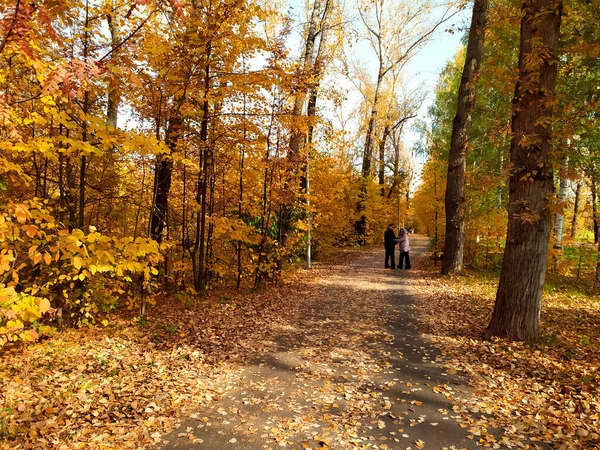 Autumn Park 'ta. Düşen sarı sonbahar yaprakları asfalt bir yolda uzanıyor. Sonbahar. Mavi gökyüzü.