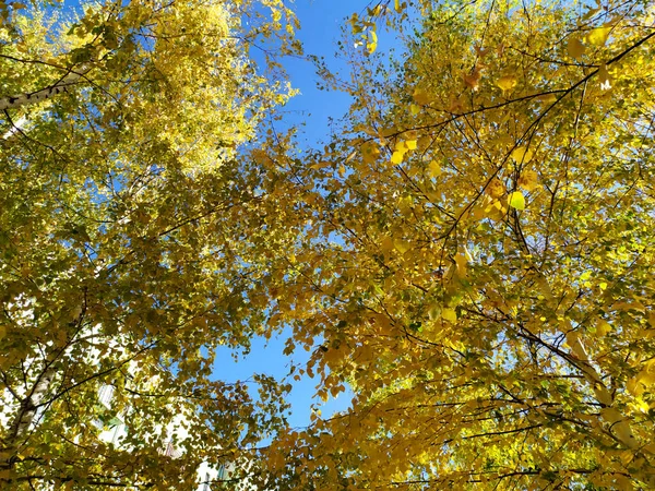 Gelbe Blätter gegen den blauen Himmel. Herbst. Bäume mit gelben Blättern auf Ästen. Strahlend blauer Himmel. Hintergrund. Textur. Herbstkarte. Kopierraum für Text — Stockfoto