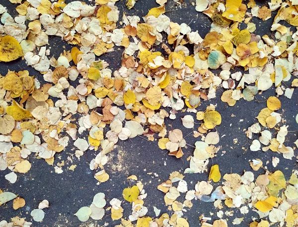 Upadłe żółte jesienne liście pokrywały starą powłokę asfaltową. Małe liście. Rośliny. Jesienią. Liście znajdują się po prawej stronie. Widok z góry. Kontekst. Teksturę. Kopiuj miejsce na tekst — Zdjęcie stockowe