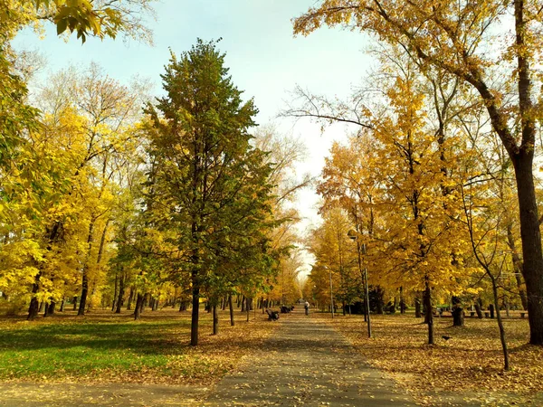 Autumn Park 'ta. Düşen sarı sonbahar yaprakları asfalt bir yolda uzanıyor. Sonbahar. Mavi gökyüzü