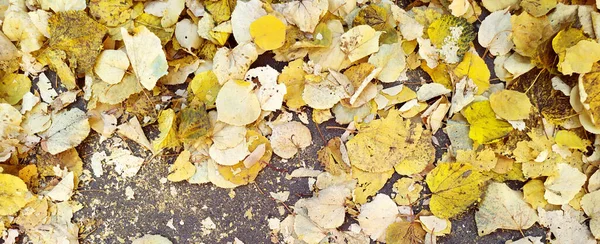 Herabfallendes gelbes Herbstlaub bedeckte den alten Asphaltbelag. Kleines Laub. Pflanzen. Herbst. Das Laub befindet sich rechts. Blick von oben. Hintergrund. Textur. Kopieren Sie Platz für Text. Banner — Stockfoto