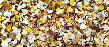 Düşen sarı sonbahar yaprakları eski asfalt kaplamayı kapladı. Küçük yapraklar. Bitkiler. Sonbahar. Yeşillik sağ tarafta. Yukarıdan bak. Geçmişi. Doku. Uzayı metin için kopyala. Pankart.