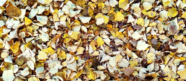 Herabfallendes Gelbes Herbstlaub Bedeckte Den Alten Asphaltbelag Kleines Laub Pflanzen — Stockfoto