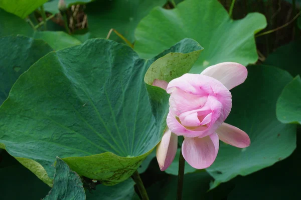 Fleur de lotus rose en fleurs — Photo