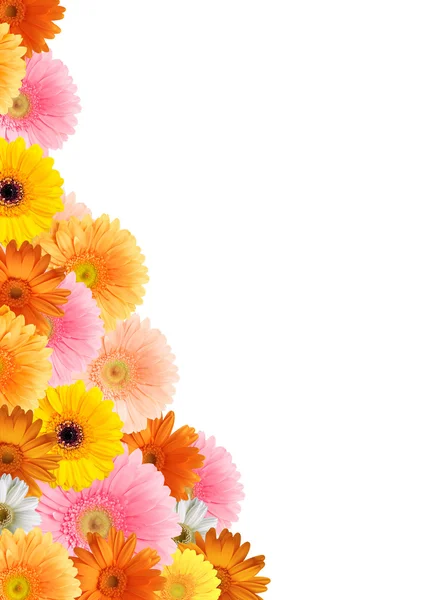 Flores de gerbera multicoloridas brilhantes em um fundo branco — Fotografia de Stock