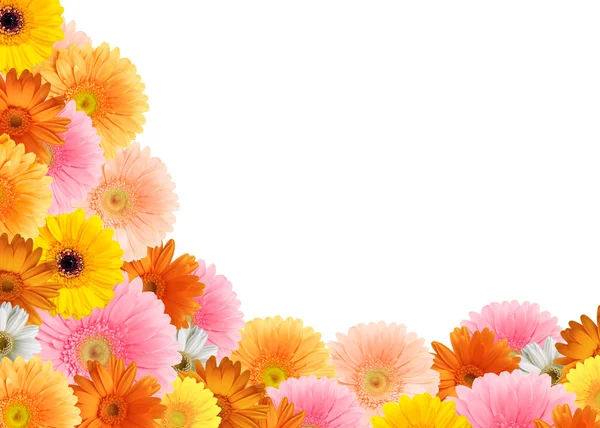 Luminosi fiori di gerbera multicolore su sfondo bianco — Foto Stock