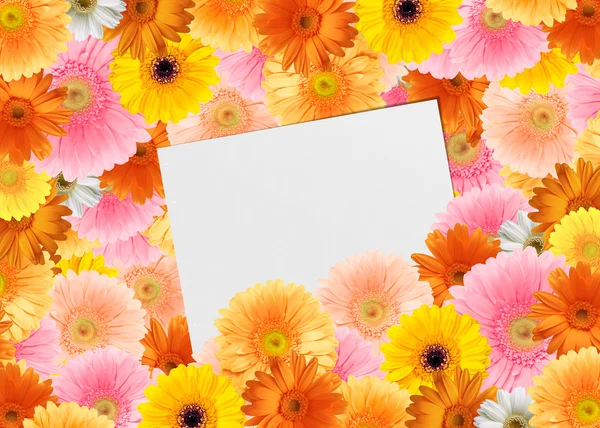 Flores de gerbera multicoloridas brilhantes e uma folha de papel — Fotografia de Stock