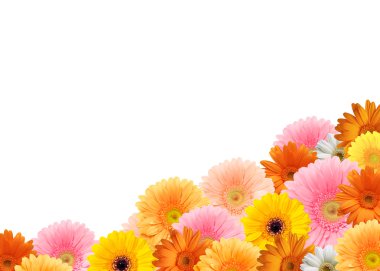 在白色背景上的明亮多彩多姿的非洲菊鲜花