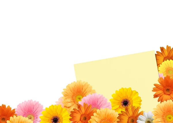 Bright multicolored gerbera flowers and a sheet of paper on a white background — Stockfoto