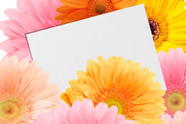 Kağıt ve parlak renkli gerbera buketi
