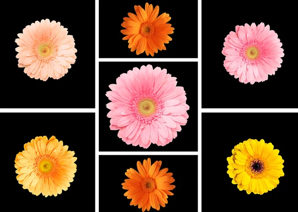 Collage di gerbere colorate — Foto Stock