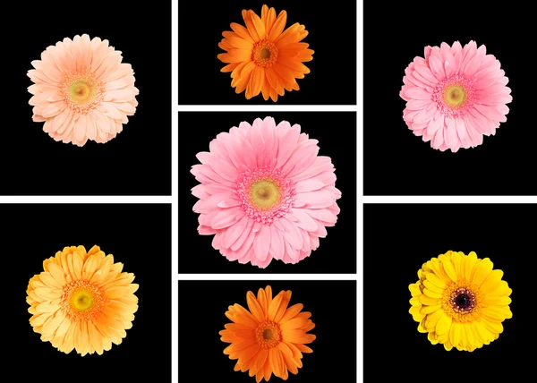 Collage of colorful gerberas — ストック写真