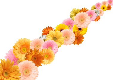 在白色背景上的明亮多彩多姿的非洲菊鲜花