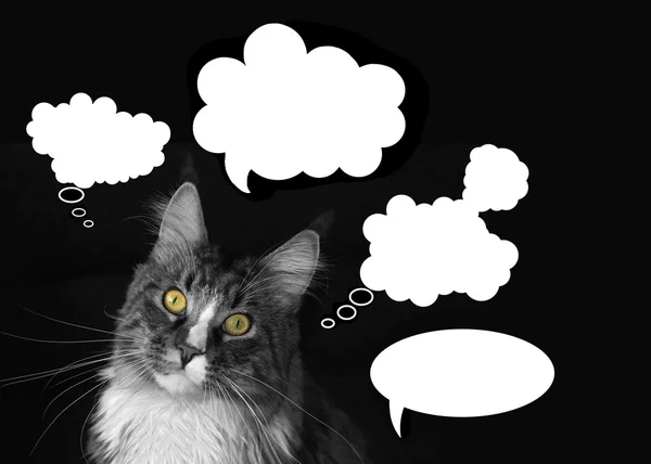 Мэн Кун кот с облаками мыслей на черном фоне — стоковое фото