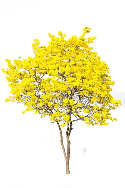 Altın ağaç, beyaz arka planda izole edilmiş tabebuia