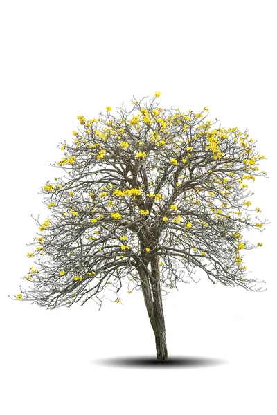 Złote drzewo, tabebuia izolowane na białym tle — Zdjęcie stockowe