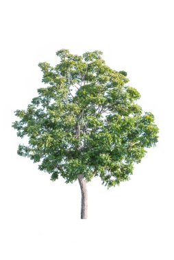 Beyaz arkaplanda izole edilmiş ağaç