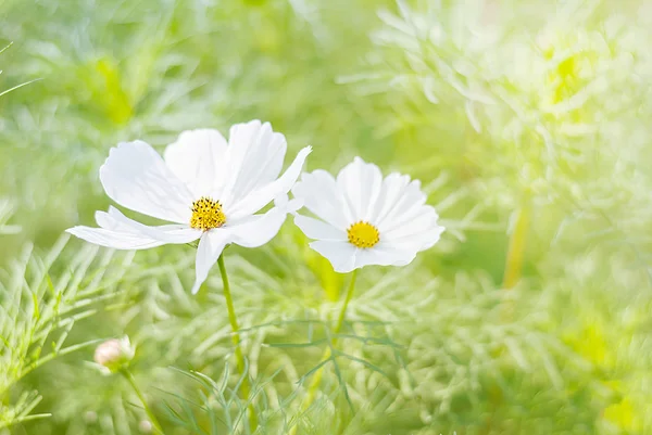 农业开花中的白色宇宙花 — 图库照片