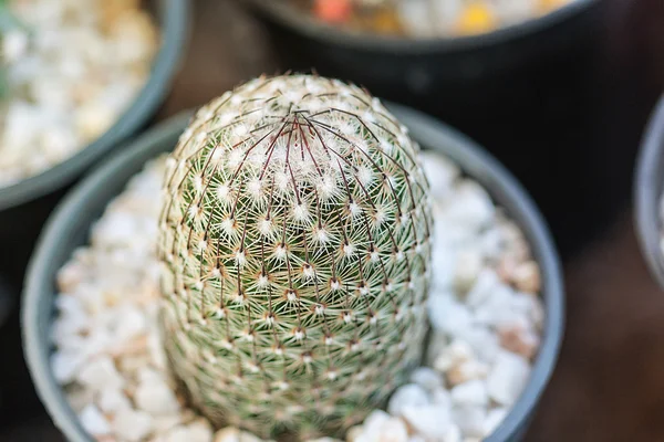 Close-up van de scherpe stekels op cactus — Stockfoto