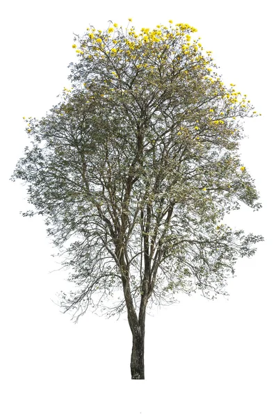 Arbre doré, tabebuia isolé sur fond blanc — Photo