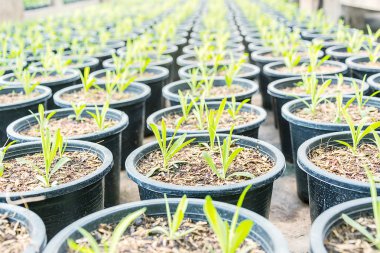 Siyah plastik tencerede yeşil bitki, bir blac büyüyen genç bir ağaç