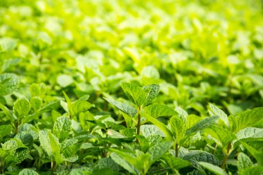 Nane yaprakları, yeşil arka plan, Clos nane nane yaprakları