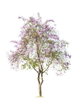 Beyaz arkaplanda izole edilmiş ağaçlar