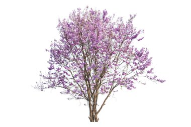 pembe çiçekler ağaç beyaz arka plan üzerinde izole